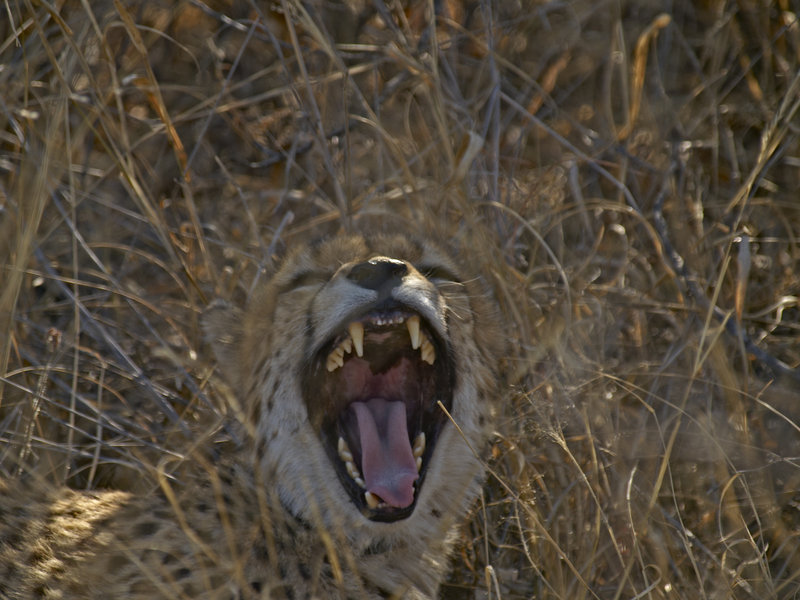Cheetah, Okonjima